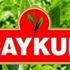 Çay fiyatlarına yüzde 20 zam!