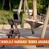 Video: Teknoloji Harikası Bebek Arabası