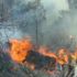 Manavgat’taki orman yangını kontrol altında