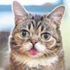 Sosyal medya fenomeni kedi Lil Bub hayatını kaybetti