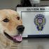 Kaybolan köpek karakola sığındı