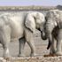 Filler insanlıktan korunmak için mutasyon geçirdi: Artık dişsiz doğuyorlar