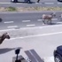 Brüksel'de zebra kaosu! Brüksel'de zebra kaosu!