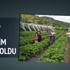 Balkona süs diye aldı geçim kaynağı oldu Balkona süs diye aldı geçim kaynağı oldu