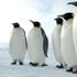 Yeni Zelanda'da insan boyunda penguen fosili bulundu Yeni Zelanda'da insan boyunda penguen fosili bulundu