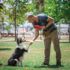 Köpekler için oyun ve oyuncak seçimi Köpekler için oyun ve oyuncak seçimi