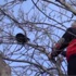 Türk işi kedi kurtarma operasyonu İZLE