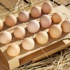 Yumurta fiyatları arttı
