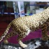 Leoparın öldürülmesine beraat