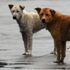 Hindistan'da bir eyalette köpek eti satışı yasaklandı Hindistan'da bir eyalette köpek eti satışı yasaklandı