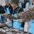 Sağanak, Hamsi Festivali'ne engel olamadı Sağanak, Hamsi Festivali'ne engel olamadı