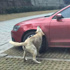 Tekmelenen köpeğin intikamı Tekmelenen köpeğin intikamı
