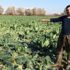 Tarladan 1 ton karnabahar çaldılar Tarladan 1 ton karnabahar çaldılar