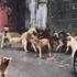 30’un üzerinde köpekle tek göz odada yaşayan kadın gözaltına alındı