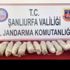 Siverek'te 11 kilo 560 gram esrar ele geçti Siverek'te 11 kilo 560 gram esrar ele geçti