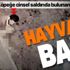 Mide bulandıran olay! Sakarya'da köpeğe cinsel saldırıda bulunan şahıs kameralara yakalandı Mide bulandıran olay! Sakarya'da köpeğe cinsel saldırıda bulunan şahıs kameralara yakalandı