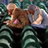 Srebrenitsa soykırımı için karar çıktı