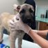 Kulakları kesilip sokağa bırakılan yavru köpeğe hayvanseverler sahip çıktı Kulakları kesilip sokağa bırakılan yavru köpeğe hayvanseverler sahip çıktı