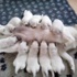 Anne köpek 10 yavrusunu aynı anda emzirdi