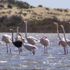 Flamingolar'ın tek ayak sırrı çözüldü