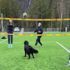 Köpek voleybolculara taş çıkarttı! Bu görüntüler sosyal medyayı salladı |Video