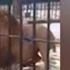 Video: Görevliye sinirlenen aslan affetmedi! Ziyaretçiler dondu kaldı Video: Görevliye sinirlenen aslan affetmedi! Ziyaretçiler dondu kaldı