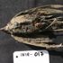 49 bin yıllık kuş kalıntısı bilim dünyasında heyecanla karşılandı