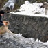 Köpeği belediye kurtardı Köpeği belediye kurtardı