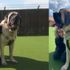 Yavru fil ağırlığındaki köpek kendisini sahiplenecek aile arıyor Yavru fil ağırlığındaki köpek kendisini sahiplenecek aile arıyor