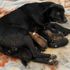 Donmaktan son anda kurtarılmıştı! Yavru köpekten iyi haber geldi Donmaktan son anda kurtarılmıştı! Yavru köpekten iyi haber geldi