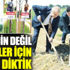 HDP için değil şehitler için fidan diktik HDP için değil şehitler için fidan diktik