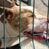 Köpek terörüne kim 'dur' diyecek? Vatandaş 'artık yeter' diyor Köpek terörüne kim 'dur' diyecek? Vatandaş 'artık yeter' diyor
