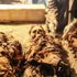 Tutankhamun'un kuyumcusunun 3500 yıllık mezarı bulundu Tutankhamun'un kuyumcusunun 3500 yıllık mezarı bulundu