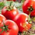 Domates kalbe dost