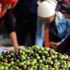 Zeytincinin karşısına muhtarları çıkardılar Zeytincinin karşısına muhtarları çıkardılar