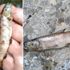 BALIKESİR Kazdağları ndaki dereye elektrik vererek ... BALIKESİR Kazdağları ndaki dereye elektrik vererek ...