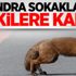 Londra sokakları tilkilere kaldı