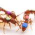 Bilim insanları CRISPR tekniğiyle ilk kez sosyal davranışları değişmiş mutant karıncalar yarattı