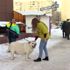 Rusya'da 87 kiloluk köpek rehabilitasyona alındı Rusya'da 87 kiloluk köpek rehabilitasyona alındı