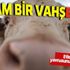 Tam bir vahşet! Gebe ineği kesip etlerini ve yavrunu alıp kaçtılar