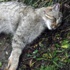Nadir görülen kedi öldü Nadir görülen kedi öldü