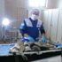 Göçük altında kalan yavru köpekler kurtarıldı Göçük altında kalan yavru köpekler kurtarıldı