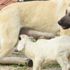 Bursa'da çoban köpeğinin kuzuyu emzirmesi görenleri şaşırtıyor Bursa'da çoban köpeğinin kuzuyu emzirmesi görenleri şaşırtıyor