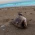 Antalya'da hortum sonrası kıyıya ölü caretta caretta, kuş ve balıklar vurdu