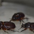 Gergedan böceğinin piyasası ne kadar?
