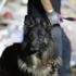 İzmir'de arama çalışmalarına katılan ünlü dağcı Murat Ceylan enkaz altında kaç kişinin ses verdiğini açıkladı. Köpeğiyle tek tek işaretledi İzmir'de arama çalışmalarına katılan ünlü dağcı Murat Ceylan enkaz altında kaç kişinin ses verdiğini açıkladı. Köpeğiyle tek tek işaretledi