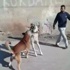 Sokak Köpeği İle Köpeğini Dövüştürdü
