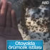 ABD'de örümcekler otoyolu işgal etti