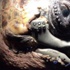 Caretta carettaya 3D çene protezi takıldı Caretta carettaya 3D çene protezi takıldı