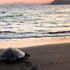 Dünyaca ünlü İztuzu sahili caretta carettalara kaldı Dünyaca ünlü İztuzu sahili caretta carettalara kaldı